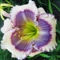 Саженцы Лилейник Blue Spring (Блю Спринг)