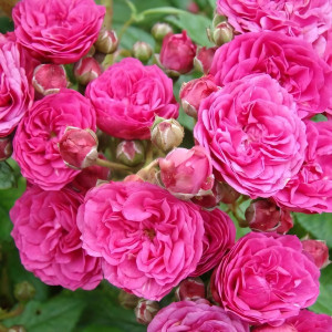 Саженцы Роза флорибунда Динки