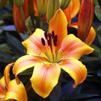 Луковицы  Лилия азиатская Golden Joy (Голден Джой) (3шт.)