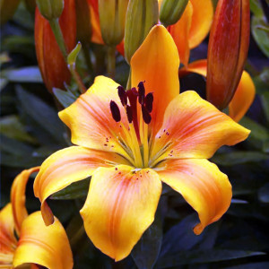  Лилия азиатская Golden Joy (Голден Джой)