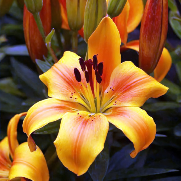 Луковицы  Лилия азиатская Golden Joy (Голден Джой) (3шт.)