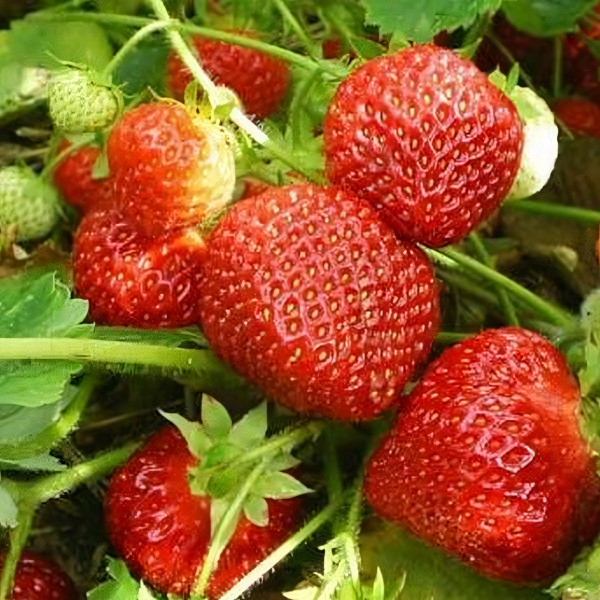 Саженцы Земляника Антея  (упаковка 5 шт.)