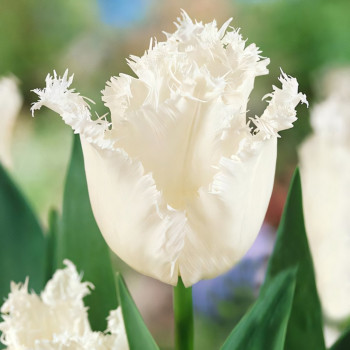 Тюльпан бахромчатый Дайтона (в упаковке - 3шт.)