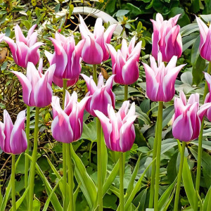 Тюльпан Баллада (в упаковке - 3шт.)