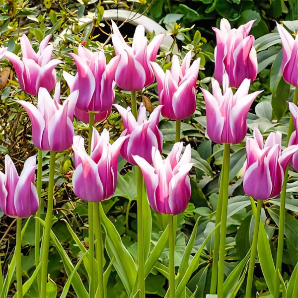 Луковицы Тюльпан Баллада (в упаковке - 3шт.)