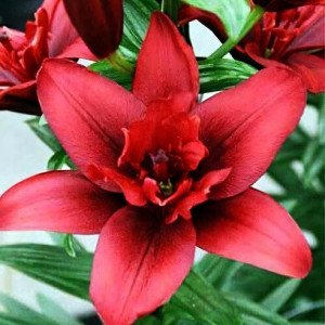  Лилия азиатская Canary Wharf (Канари Варф)