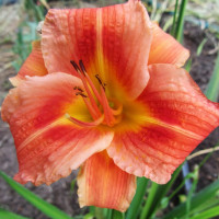 Саженцы Лилейник Red Rum (Ред Рум)