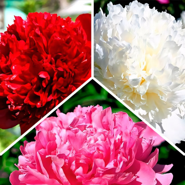 Саженец Суперпредложение! Комплект махровых пионов  из 3-х сортов