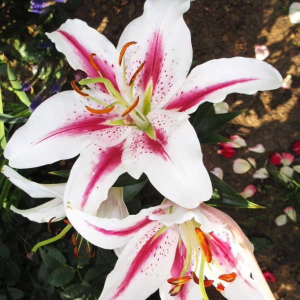 Луковицы  Лилия восточная Playtime (Плейтайм) (3шт.)