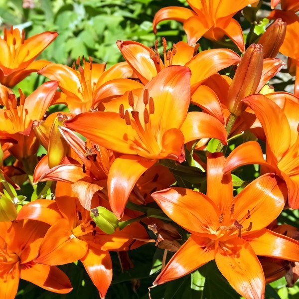 Луковицы  Лилия азиатская Brunello (Брунелло) (3шт.)