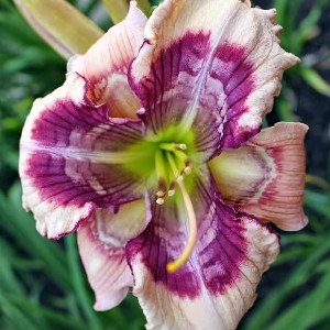 Саженцы Лилейник Whale Tails (Вейл Тейлс)