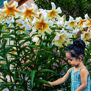  Лилия ОТ гибрид Miss Peculiar (Мисс Пекулияр)