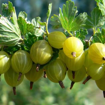 Саженцы Крыжовник Юбилейный