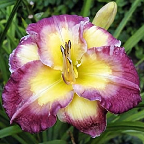 Саженцы Лилейник Cheese and Wine (Чиз энд Вайн)