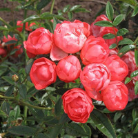 Саженцы Роза спрей Оранж Морсдаг