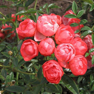 Саженцы Роза спрей Оранж Морсдаг