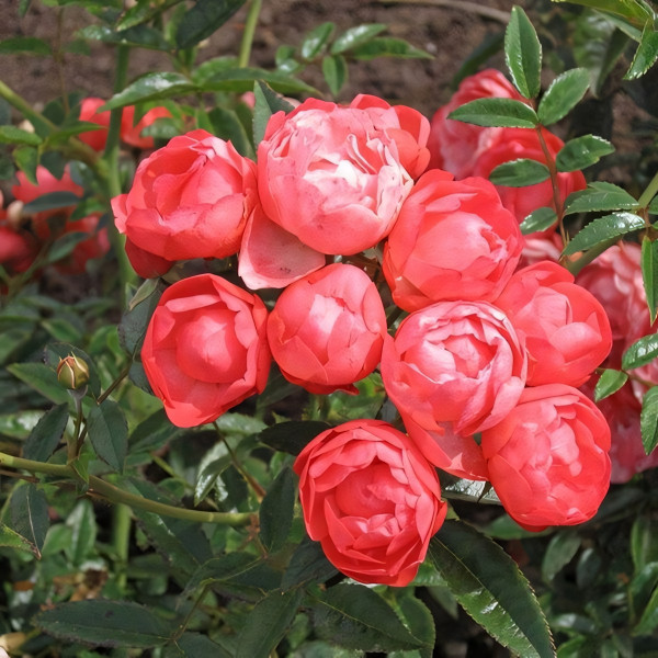 Саженцы Роза спрей Оранж Морсдаг