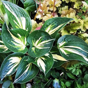 Саженцы Хоста Cliffords Stingray (Клиффордс Стингрей) М