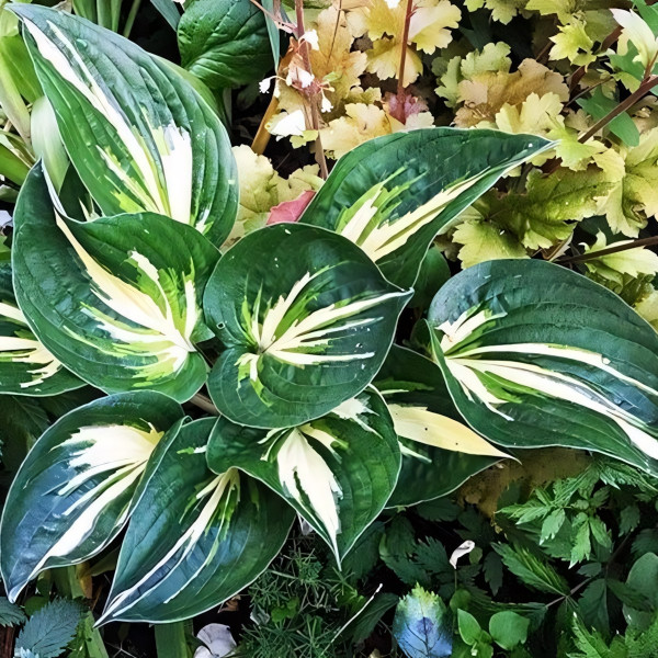 Саженцы Хоста Cliffords Stingray (Клиффордс Стингрей) М