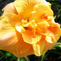 Саженцы Лилейник Egg Yolk (Эгг Йолк)