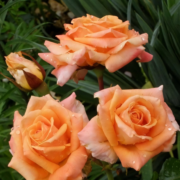 Саженцы Роза чайно-гибридная Мильва