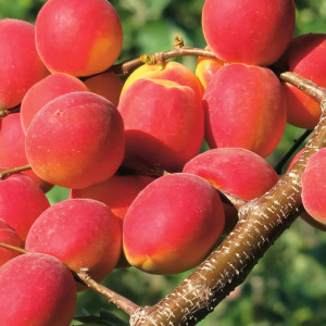 Саженцы Абрикос Рубин