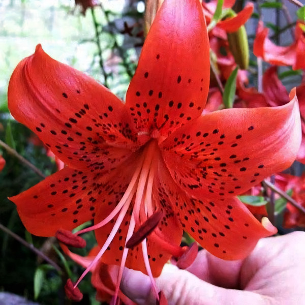 Луковицы  Лилия Red Life (Рэд Лайф) (3шт.)