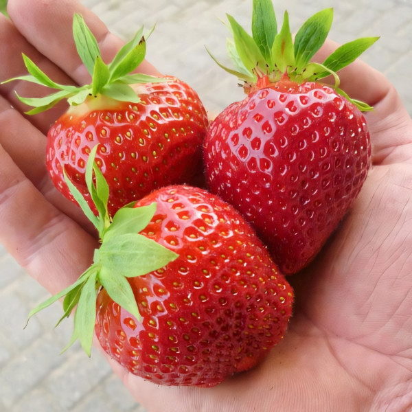 Клубника (крупноплодная) Дарселект 5 шт. в упаковке