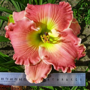 Саженцы Лилейник America the Beautiful (Америкен зе бьютифул)