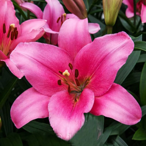  Лилия Бриндизи