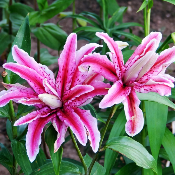 Луковицы  Лилия восточная Magic Star (Мэджик Стар) (3шт.)