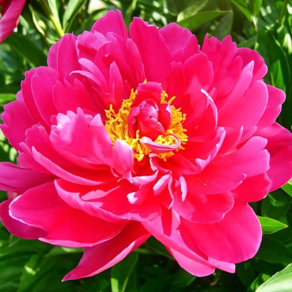 Саженцы Пион Karl Rosenfield (Карл Розенфилд)