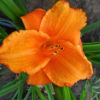 Саженцы Лилейник Mauna Loa (Мауна Лоа)