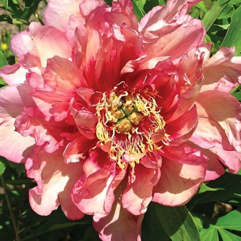 Саженцы Пион Hillary (Хиллари)