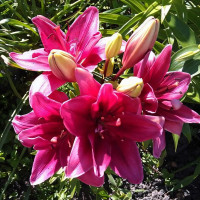 Луковицы  Лилия азиатская Ceres (Церес) (3шт.)