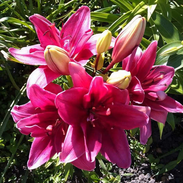 Луковицы  Лилия азиатская Ceres (Церес) (3шт.)