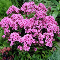 Саженцы Флокс Baby Face (Беби Фейс)