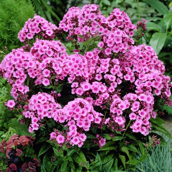 Саженцы Флокс Baby Face (Беби Фейс)