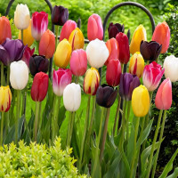 Луковицы Тюльпаны ботанические, смесь окрасок (в упаковке - 3шт.)
