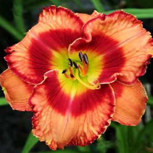 Саженцы Лилейник Fox Hunter (Фокс Хантер)