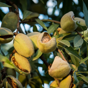 Саженцы Миндаль Монтерей