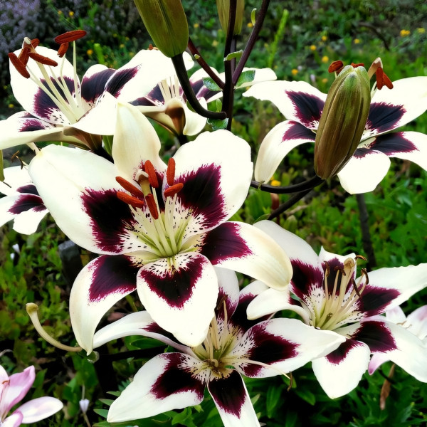 Луковицы  Лилия биколор азиатская Patricia's Pride (Патриция Прайд) (3шт.)