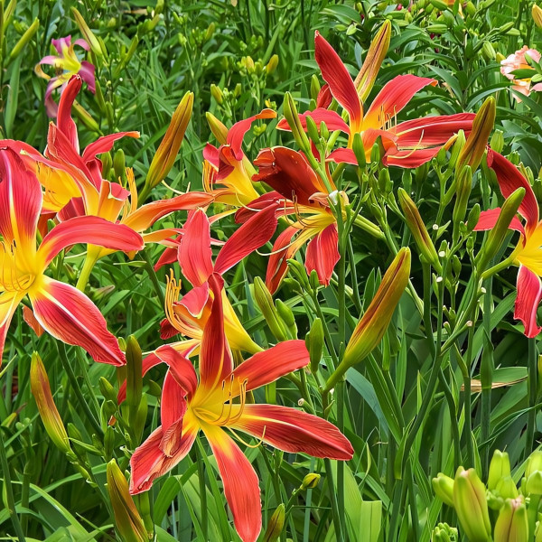 Саженцы Лилейник Gadsden Coliath (Гадсден Колит)