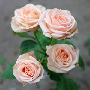 Саженцы Роза спрей Яна