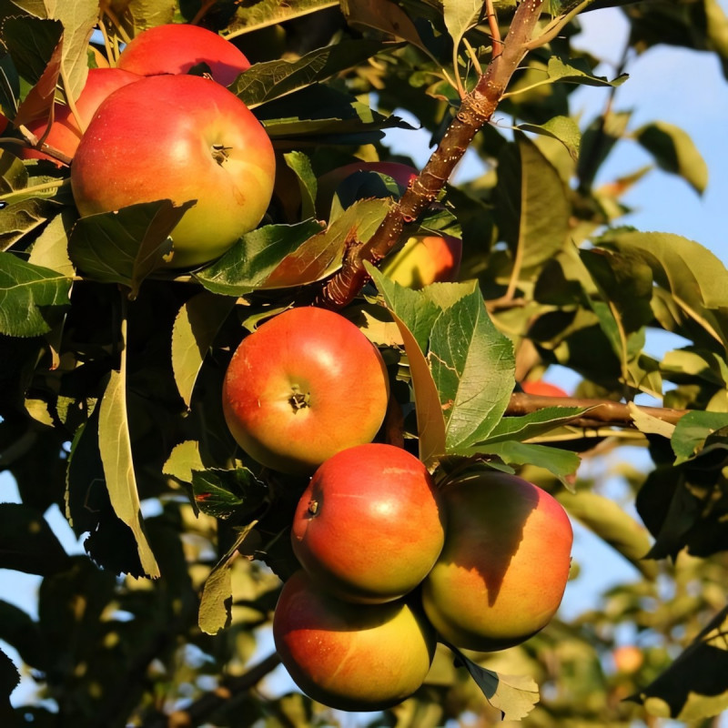Саженцы Яблоня Грив Руж