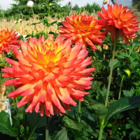 Саженцы Георгина Felida Solar Flare