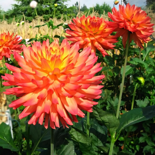 Саженцы Георгина Felida Solar Flare