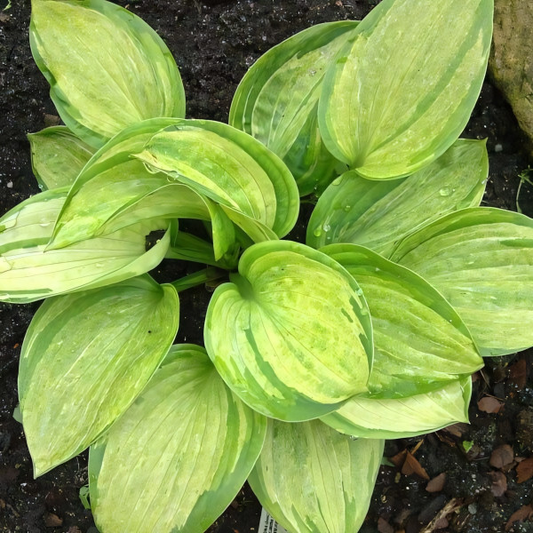 Саженцы Хоста Pistache (Пистаче) М