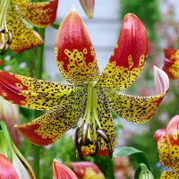 Луковицы  Лилия Fusion (Фьюжн) (3шт.)