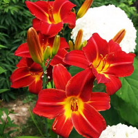 Саженцы Лилейник Anzac (Анзак)